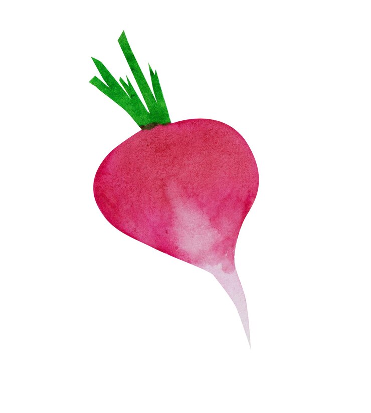 Foto disegno di verdure fresche di ravanello ad acquerello