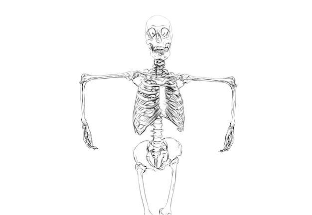 Disegno in bianco e nero di uno scheletro umano su sfondo bianco