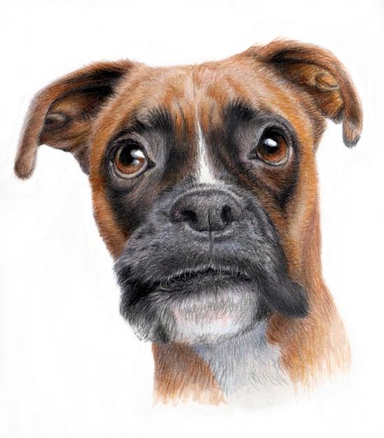 Disegno realistico di un pugile di razza di cane. Portet cane isolato su uno sfondo bianco.