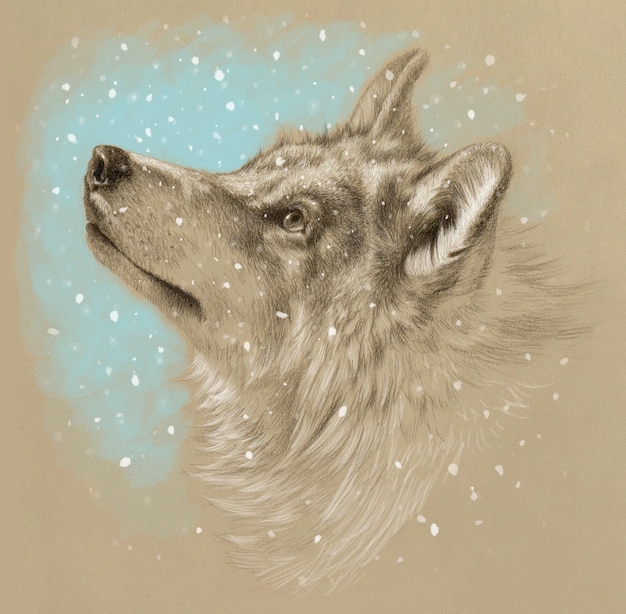 Disegno realistico di una testa di lupo. Inverno con la neve. Disegno a matita su carta colorata.