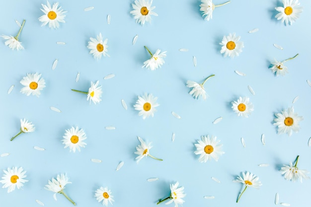 Disegno realizzato con foglie di petali di camomilla su sfondo blu piatto