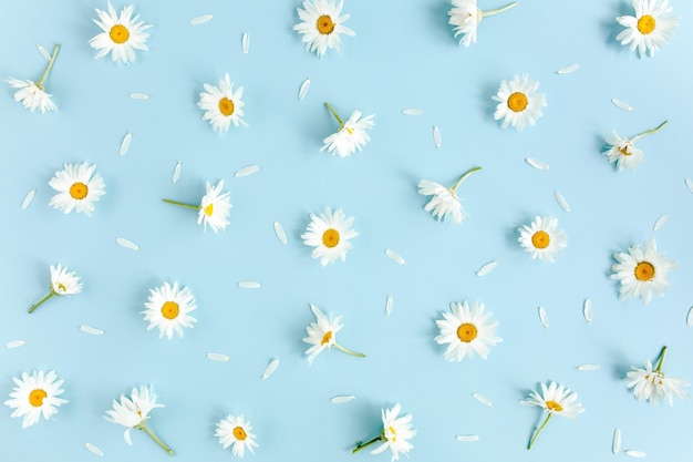 Disegno realizzato con foglie di petali di camomilla su sfondo blu piatto