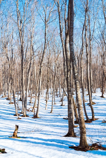 Disgelo primaverile nella foresta