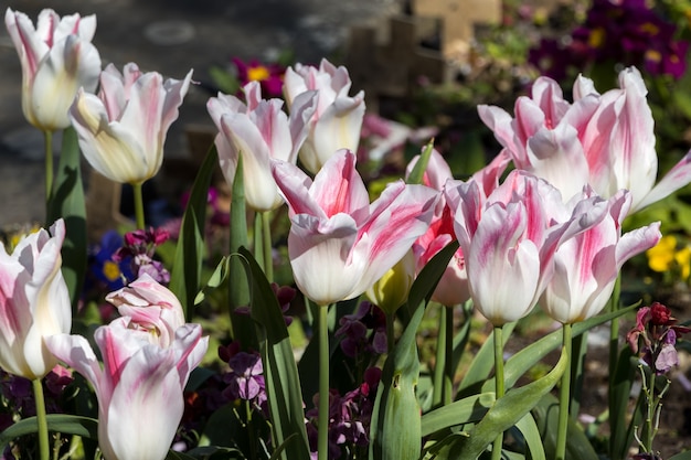 Display a colori di tulipani bianchi e rossi a East Grinstead