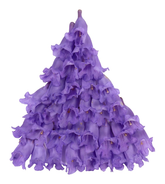 Disposizione campanula a campana di fiori viola viola jacaranda isolati su bianco. Per il design