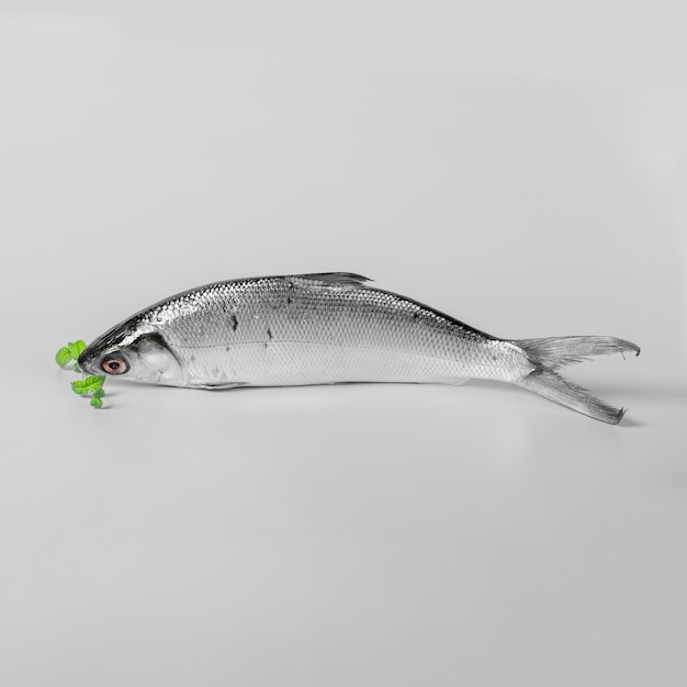 Disposizione con gustosi pesci su sfondo bianco