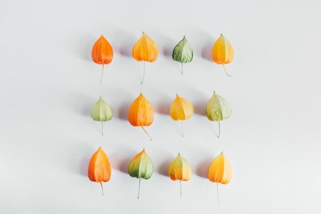 Disposizione creativa dei fiori gialli arancioni e verdi del concetto di stagione della composizione autunnale di physalis