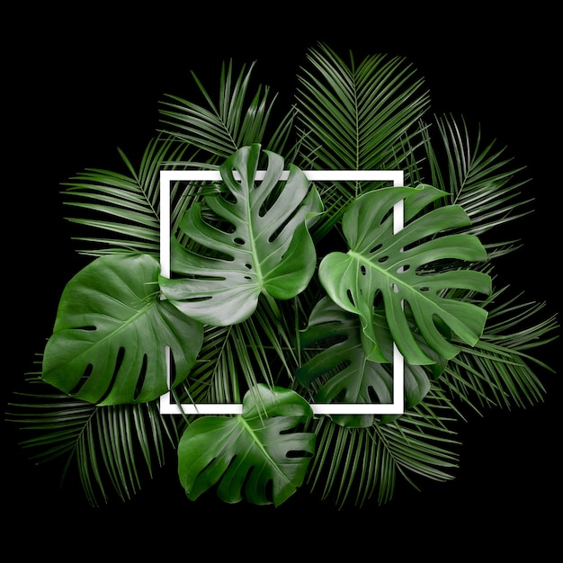 Disposizione creativa delle foglie tropicali di monstera con nota di carta di carta quadrata