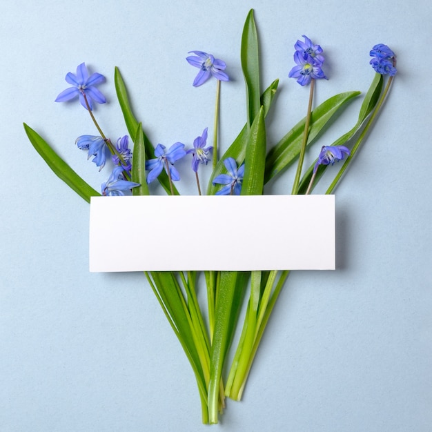 Disposizione creativa fatta dei fiori viola della molla e della carta vuota in bianco su fondo blu pastello.