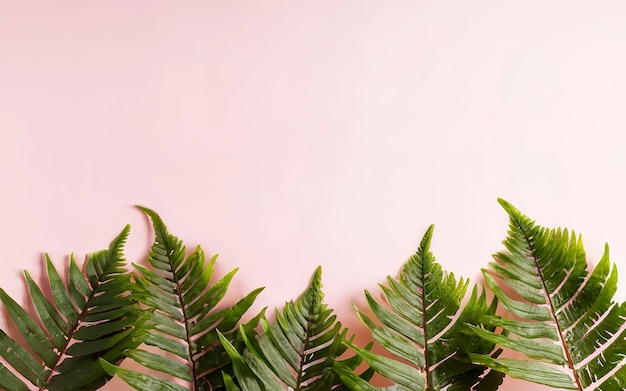 Disposizione creativa fatta di varie foglie di palma tropicale e felce su uno sfondo rosa pastello