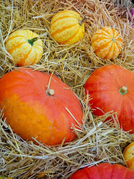 Disposizione della zucca da vendere, natura morta di autunno con le zucche su di legno