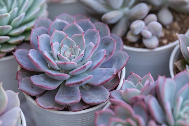 Disposizione delle piante grasse cactus succulente in una fioriera