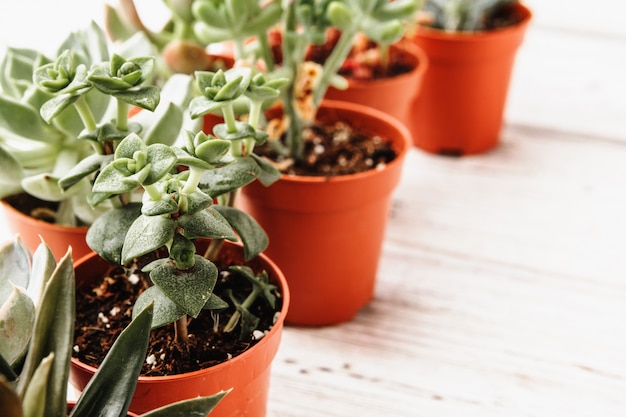 Disposizione delle piante grasse o piante grasse del cactus