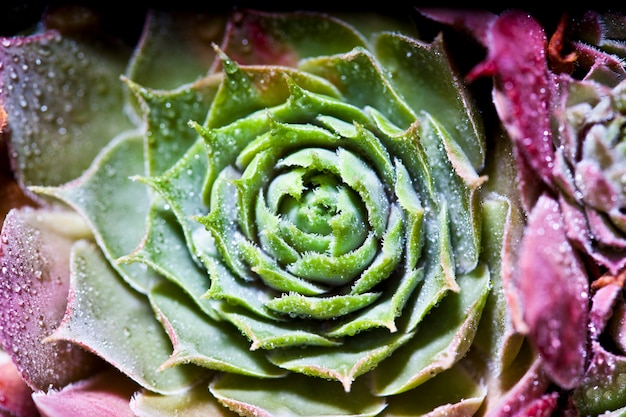 Disposizione delle succulente con gocce d&#39;acqua