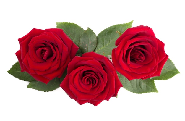 Disposizione di fiori e foglie di rose rosse isolata su sfondo bianco, vista dall'alto, elemento di design per San Valentino