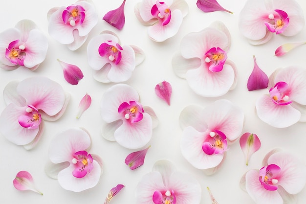 Disposizione di orchidee distese piatte