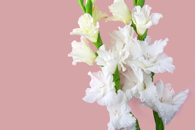 disposizione fiori di gladiolo bianco