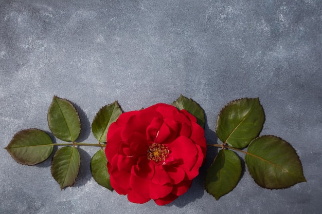 Disposizione floreale di fiori freschi di rosa rossa su sfondo grigio con spazio per il testo Cartolina