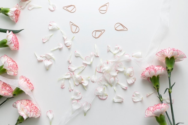 Disposizione piana dei fiori e petali rosa del garofano con le clip bianche del raccoglitore e del nastro