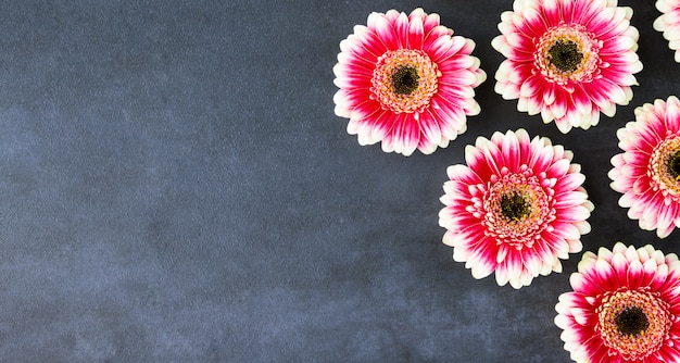 Disposizione piana delle gerbere rosse e rosa dei fiori, bandiera. Biglietto di auguri di primavera.