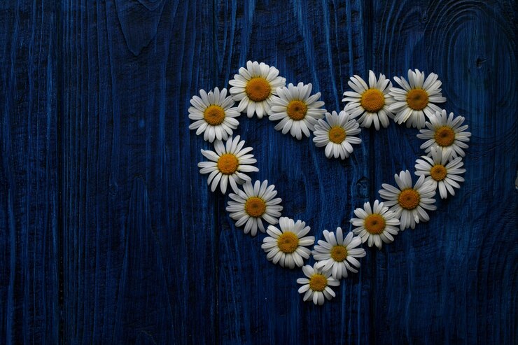 Disposizione piana delle teste delle camomille delle margherite a forma di cuore su fondo di legno blu