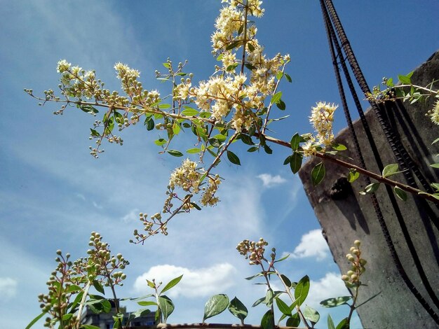 Disposizione piatta di fiori colorati splendidamente sbocciati