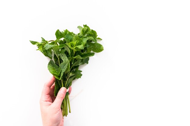 Disposizione piatta. Menta fresca dall'orto biologico su sfondo bianco.