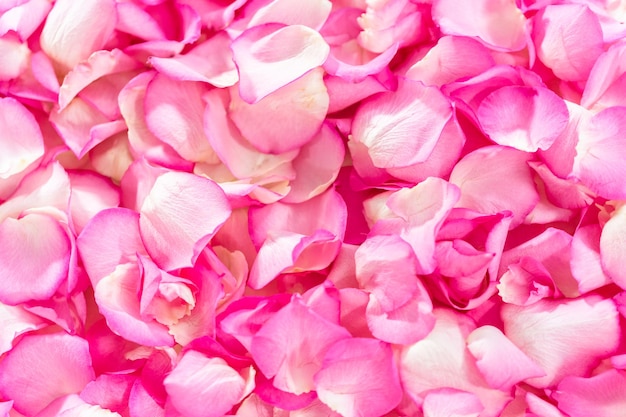 Disposizione piatta Sfondo di petali di rose rosa