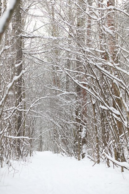 Distese innevate del paesaggio di inverno. Un parco in inverno nella neve. Strada il giorno d'inverno.