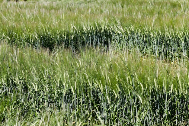 Distruzione di cereali verdi