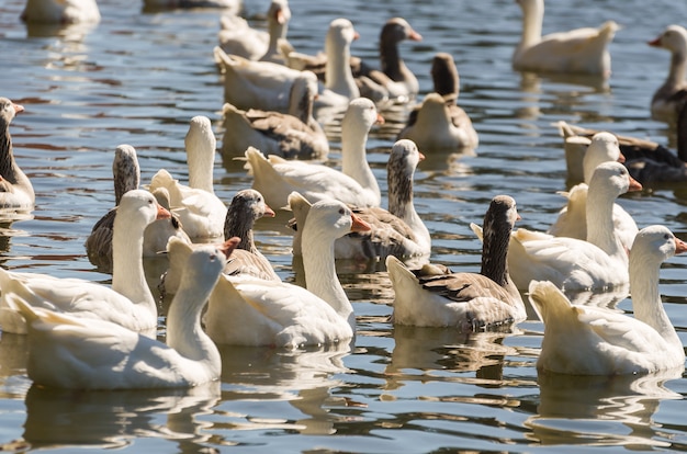 Diverse anatre bianche che nuotano sul lago in Brasile