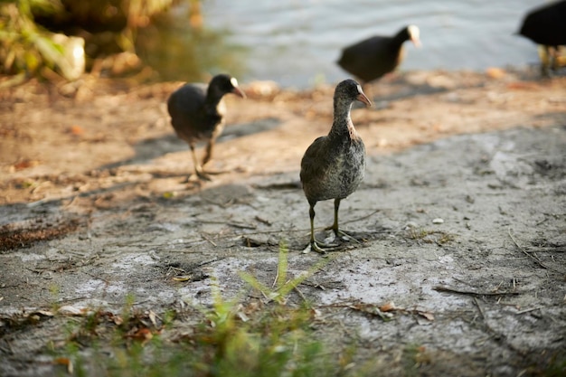 diverse anatre Fulica atra camminano sulla riva del lago al tramonto. Fulica atra anatre sul lago