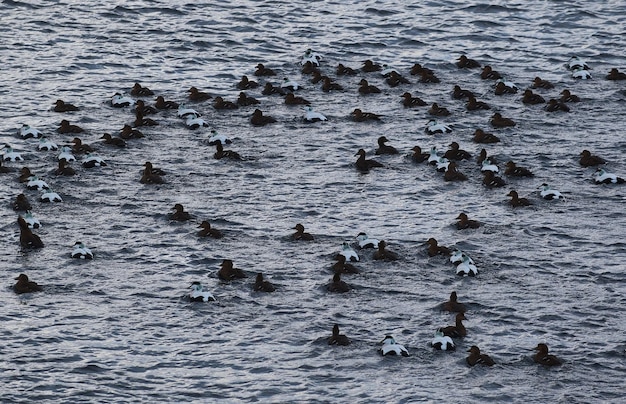 Diverse anatre nuotano in uno stagno con acqua limpida e calma anatre e anatroccoli adulti anatra gregge piante acquatiche habitat naturale giorno d'estate tempo soleggiato riflessi d'acqua piumaggio becco nuotare insieme