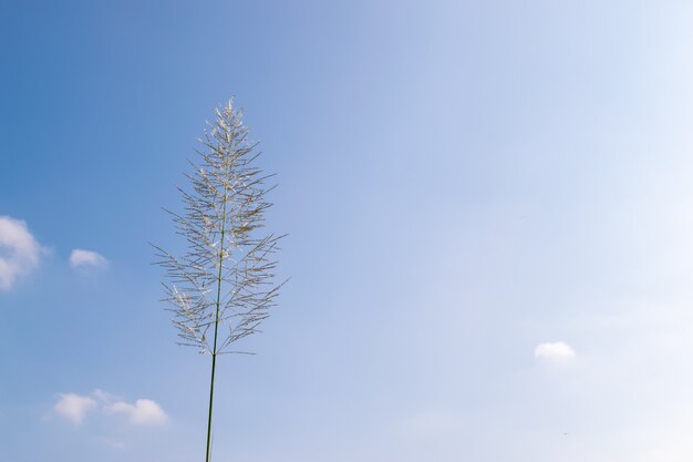 Diverse canne gialle sono sotto il cielo azzurro e nuvole bianche