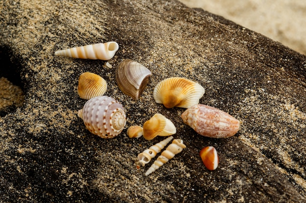 Diverse conchiglie e sabbia