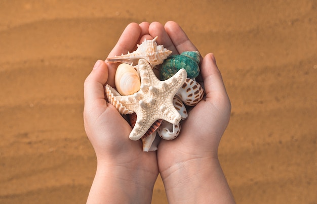 Diverse conchiglie nelle mani di un bambino sulla spiaggia di sabbia. Vista dall'alto.