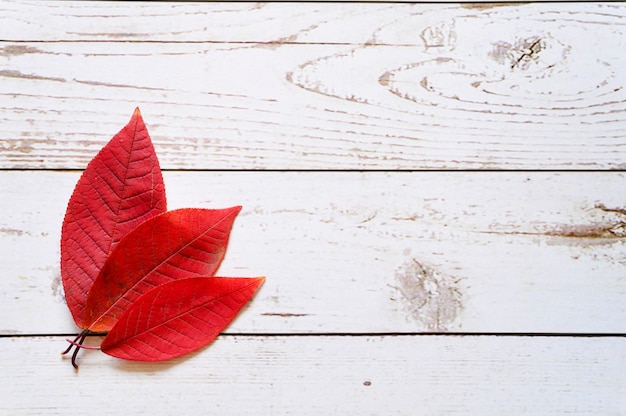 Diverse foglie cadute autunno rosso su uno sfondo di assi di legno chiaro. laici piatta. spazio per il testo