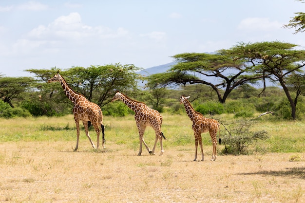 Diverse giraffe stanno camminando attraverso la prateria