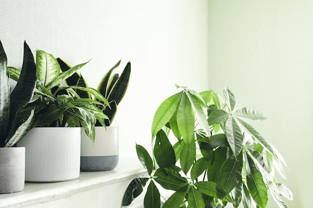 Diverse piante da appartamento in vasi bianchi su uno scaffale bianco e pachira