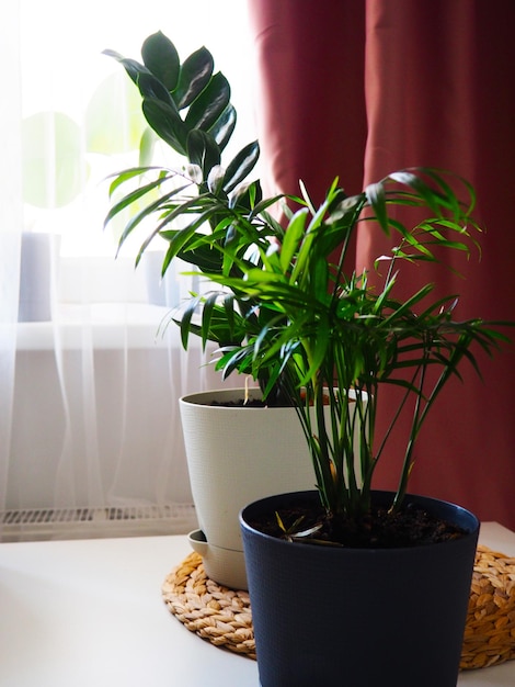 Diverse piante da appartamento, monstera, zamiokulkas, palme davanti al primo piano delle finestre, interni dell'appartamento, giardinaggio domestico