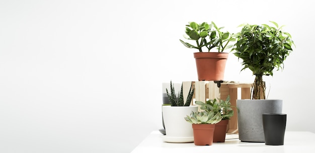 Diverse piante da interno, cactus in vaso su sfondo vuoto e pulito