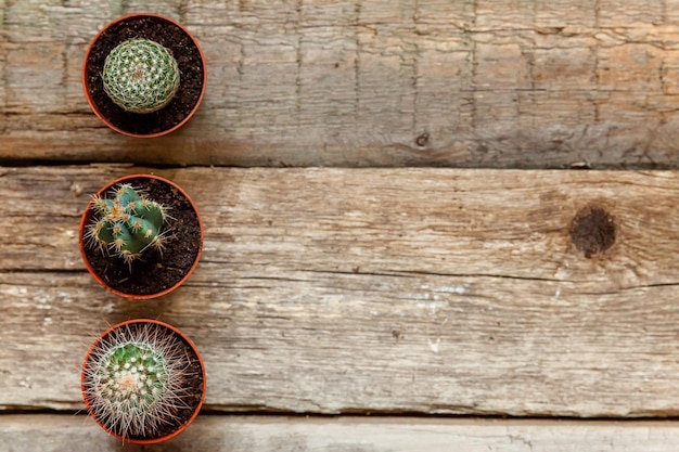 Diverse piante di cactus su sfondo di legno Decorazione domestica su stile scandinavo floricoltura casa hobby concetto