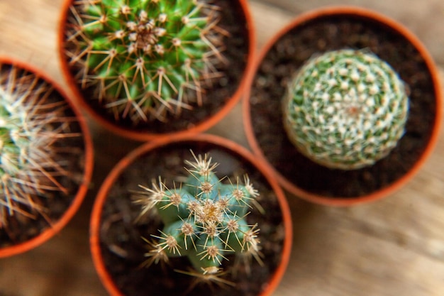 Diverse piante di cactus su sfondo di legno Decorazione domestica su stile scandinavo floricoltura casa hobby concetto