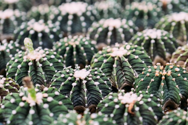 Diverse piante di cactus verdi in giardino