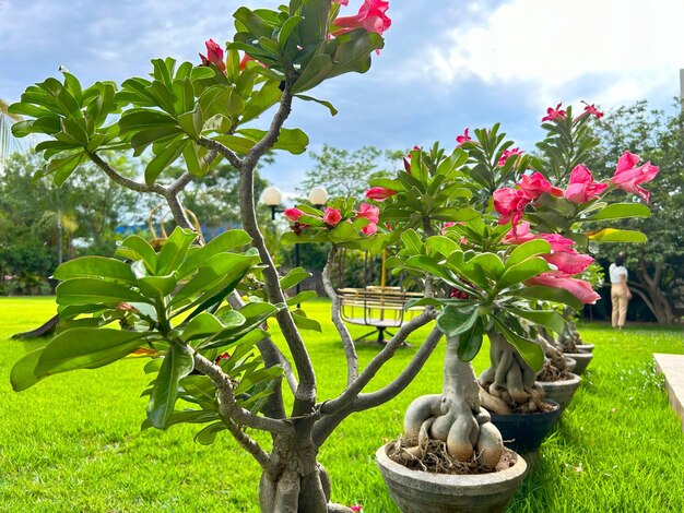 diverse piante in vaso con fiori rosa e una piccola pianta in vaso al centro