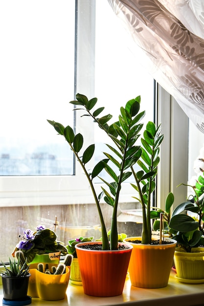 Diverse piante in vaso verdi vicino alla finestra di casa. Davanzale. Stare a casa. Piantine, fiori in vaso, cura dei fiori a casa. Fiori verdi nei vasi sulla finestra. Zamioculcas tropicali, Foglie verdi