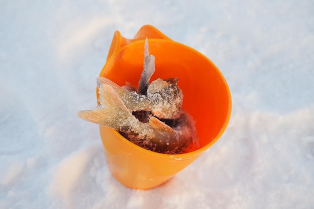 Diverse piccole cernie congelate in una ciotola di plastica arancione sulla copertura di ghiaccio innevato del lago Cattura di pesce persico durante la pesca invernale Piccolo risultato della pesca Cibo per il gatto Pesce pescato in un contenitore