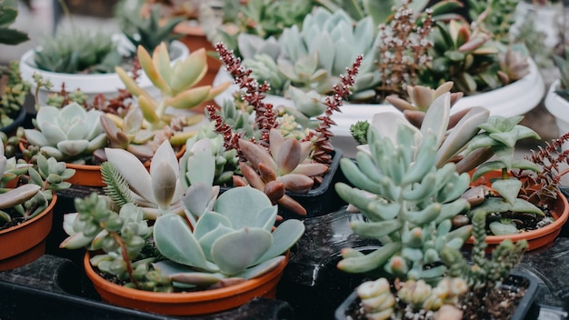 Diverse succulente cactus in vaso in negozio