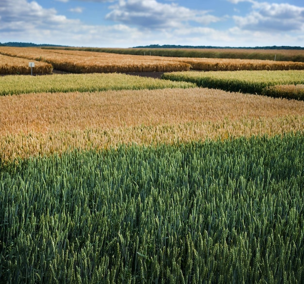 diverse varietà di colture di grano appezzamenti di campo di grano maturo con cielo blu