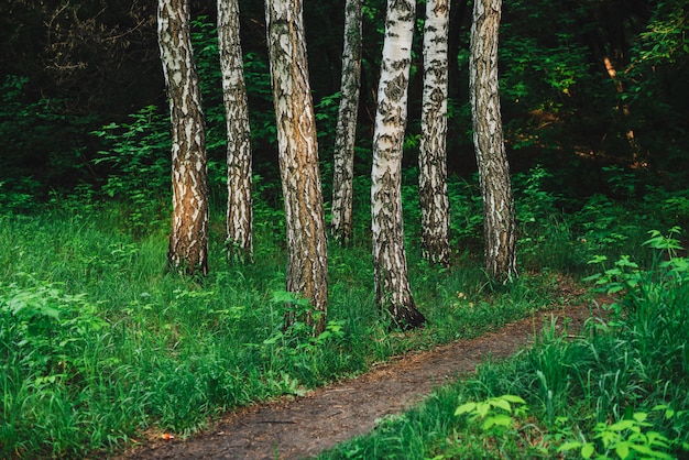 Diversi alberi di betulla paralleli crescono su sfondo scuro della foresta. Fila dai tronchi della betulla fra il ricco primo piano della vegetazione. Sfondo naturale dai tronchi di albero vicino ai boschetti. Paesaggio minimalista con betulle.